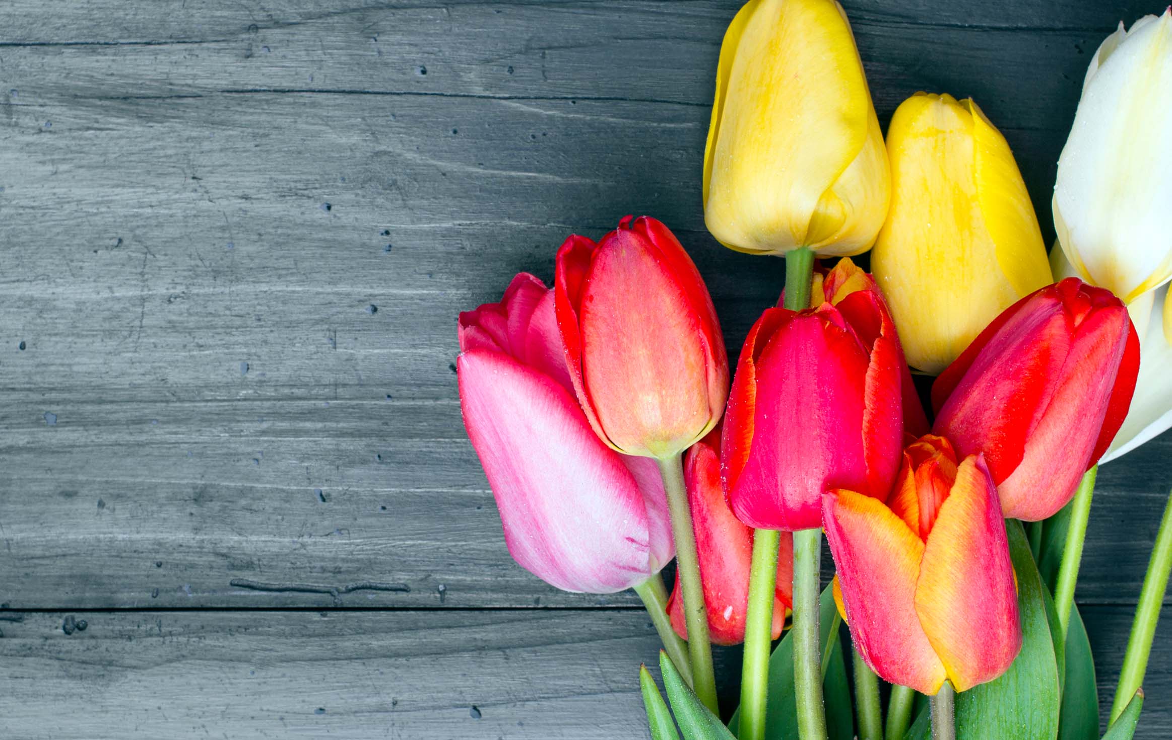 Tulips