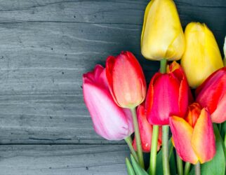 Tulips